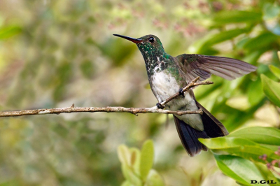 BEIJA FLOR DE GARGANTA VERDE (Chionomesa fimbriata)